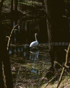 林间溪流中天鹅静谧栖息