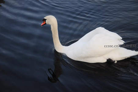 优雅白天鹅湖面悠游姿态