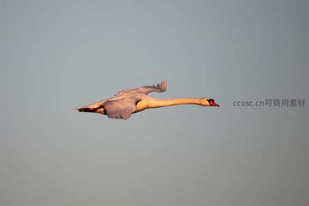 展翅高飞的天鹅剪影