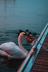 黄昏码头天鹅回眸水色温柔