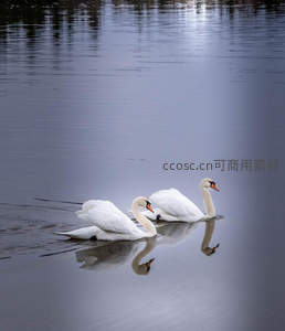 双天鹅并肩划水镜面倒影成双