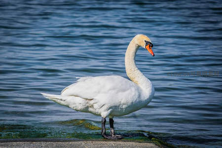 天鹅伫立湖畔，修长脖颈望向远方