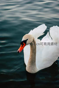 优雅天鹅水中游弋，洁白羽毛映衬碧波