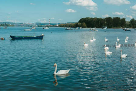 湖面群鹅戏水，远处船只点缀宁静水域