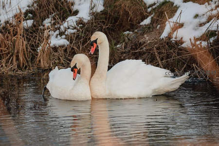 雪岸双天鹅依偎取暖