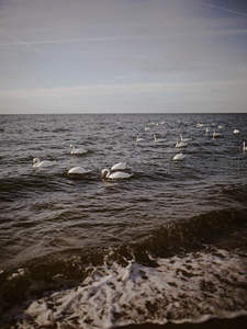 海天一色间，群天鹅悠游碧波之上
