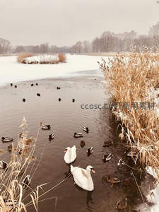 冬日雪景中，天鹅与野鸭共舞冰河