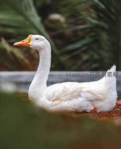 微距特写白鹅，橙喙洁白羽毛显柔美