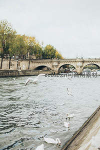 塞纳河畔石桥下的天鹅群
