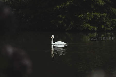林荫湖面单天鹅静谧游动如诗如画