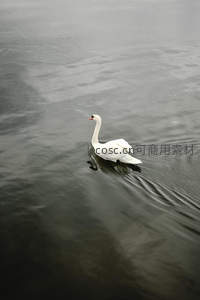 高角度俯拍白鹅划水涟漪扩散水面