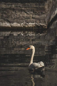 石桥下的天鹅静谧身影