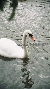 天鹅悠游湖面，长颈优雅划破涟漪波光