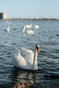 群鹅戏水湖畔，前景天鹅展翅引颈鸣叫