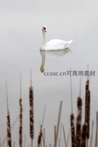 芦苇丛中，天鹅静立如画