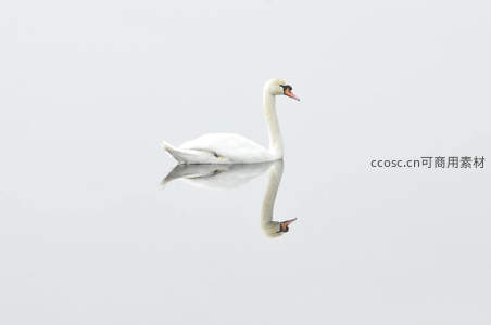 湖面孤影，天鹅优雅倒映如画