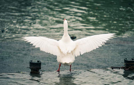 展翅欲飞，白鹅立于水边姿态昂扬
