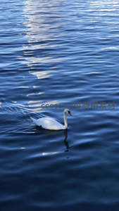 蓝波荡漾，天鹅独舞水中央