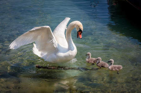天鹅展翅护雏，温馨亲子时光