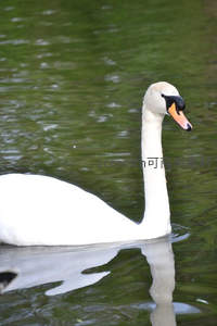 绿波之上，天鹅侧颜如画