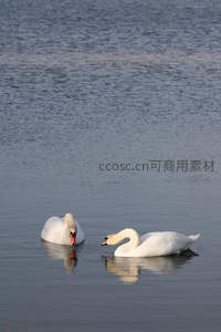 湖面双天鹅优雅游弋倒影如画