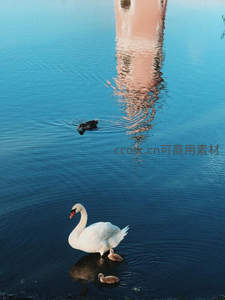 塔影湖心，天鹅携雏共游弋