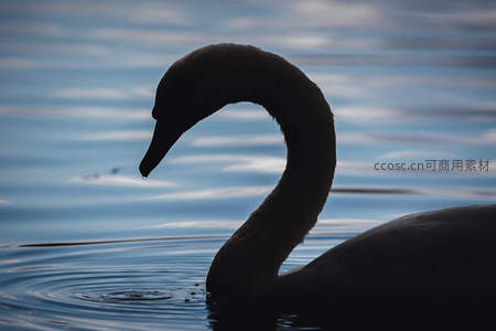 剪影之舞：天鹅颈部曲线如诗