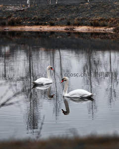双影成趣：两只天鹅水中对望