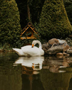 园林雅境：天鹅栖息石畔绿荫间