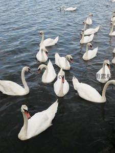 黑水之上白鹅成群，倒影清晰