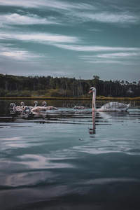 天鹅妈妈带领幼崽畅游暮色湖面