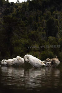 湖畔白鹅群悠然栖息林影间