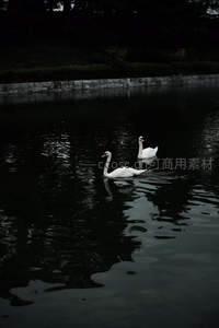 双天鹅暗夜湖面静谧游弋