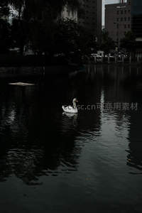 孤天鹅都市湖心寂寥身影