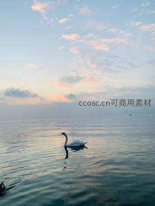 晨曦中天鹅划破静谧湖面