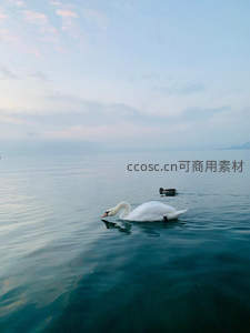湖面天鹅优雅游弋，水天一色静谧如画