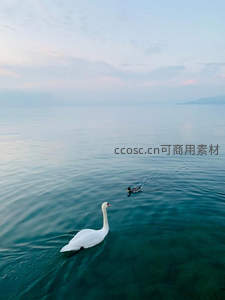 天鹅与野鸭共游碧波，晨曦微光洒满湖面