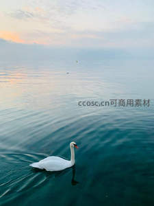 夕阳余晖下天鹅独泳，湖光潋滟诗意盎然
