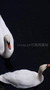 双天鹅暗影中低首，黑白对比意境深邃