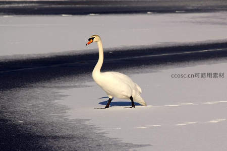 雪地孤影，白天鹅漫步冰封湖岸