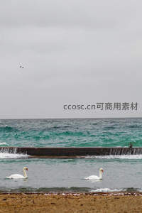 海浪拍岸天鹅静享时光