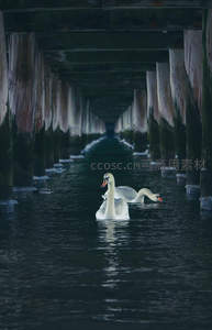 桥墩水道中天鹅成双行