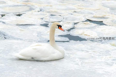 冰河之上天鹅傲立寒流
