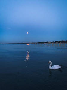 月光下的天鹅静游湖面