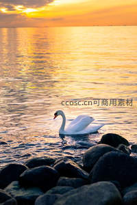 夕阳金辉中天鹅戏水