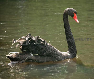 黑天鹅优雅游弋水面展翅