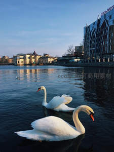 城市湖畔双天鹅倒影如画