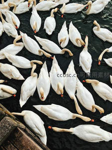 俯拍群鹅密布水面如雪