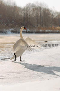 雪地天鹅展翅欲飞姿态优美