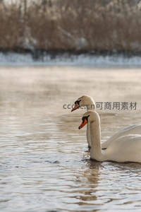 双天鹅并肩游弋水面波光粼粼
